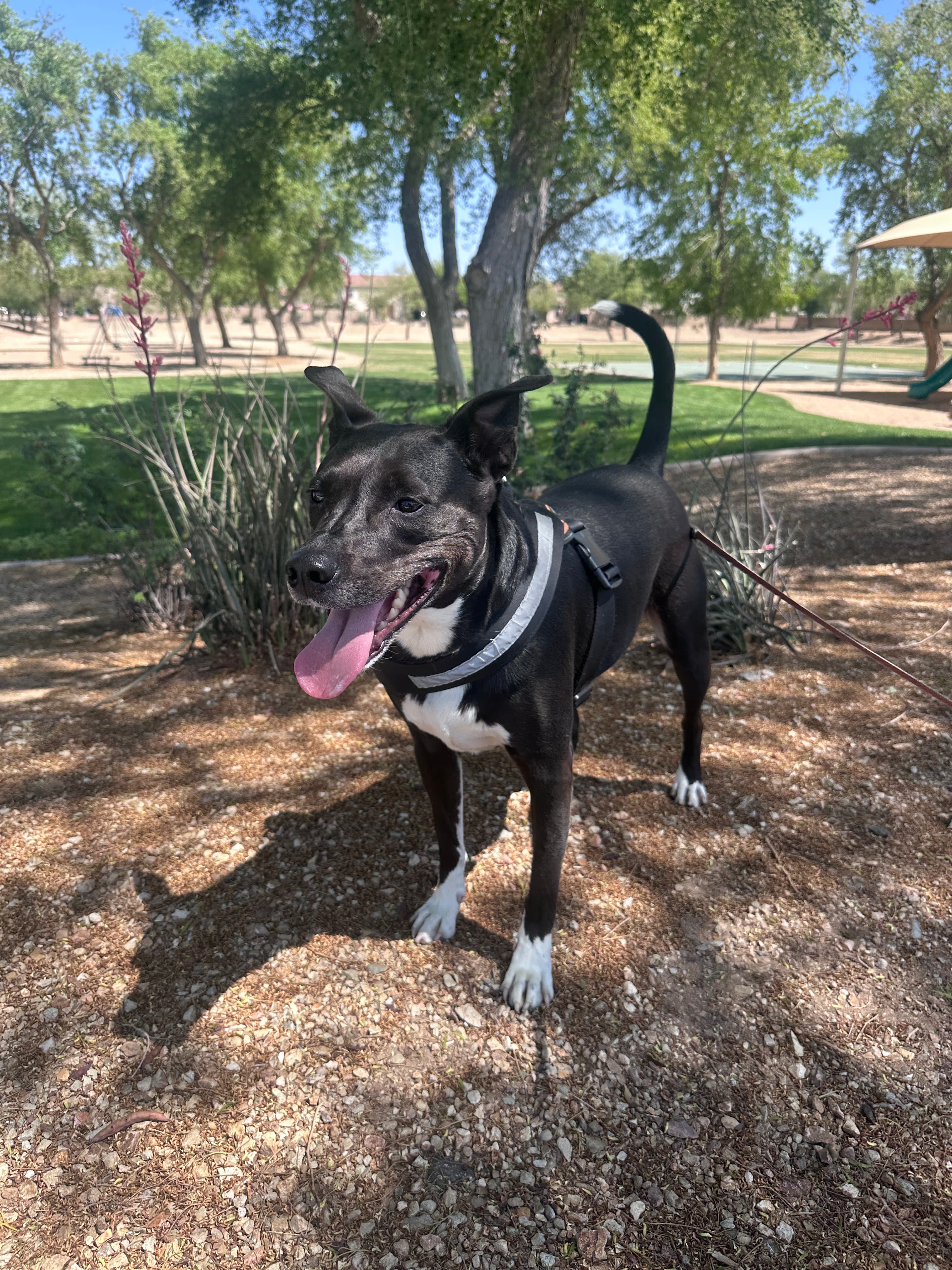 Sebastian, a rescued dog